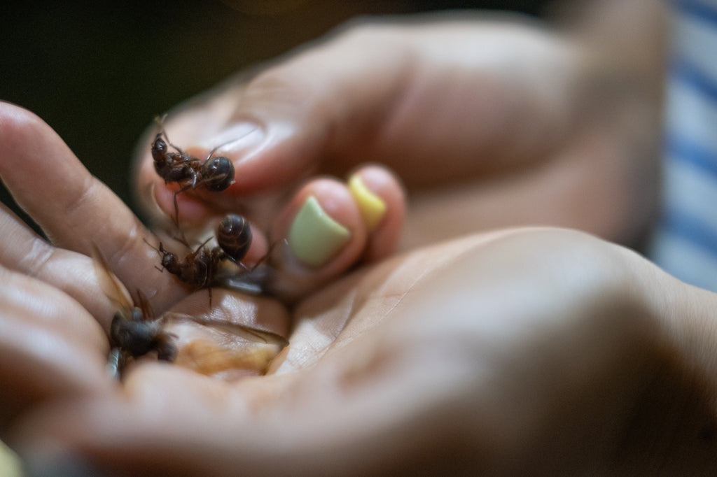 Chicatana ant in detail in hand