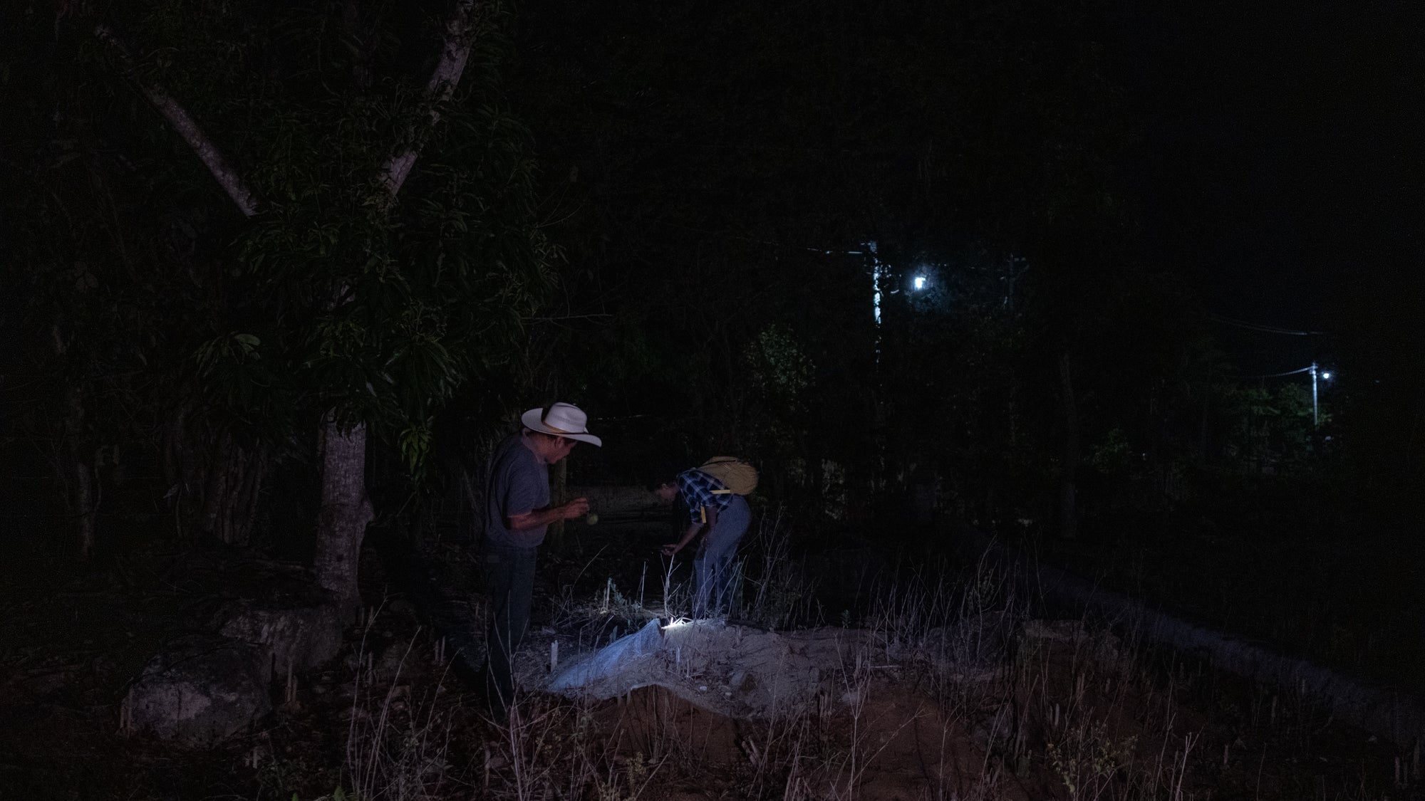 Yaz and Don Sergio use their flashlights to see if there are any chicatanas left in Sergio’s field crops.