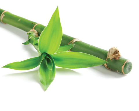 bamboo extract body wash