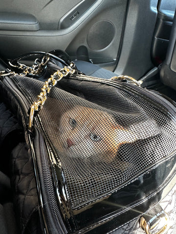 An orange cat in a travel bag.