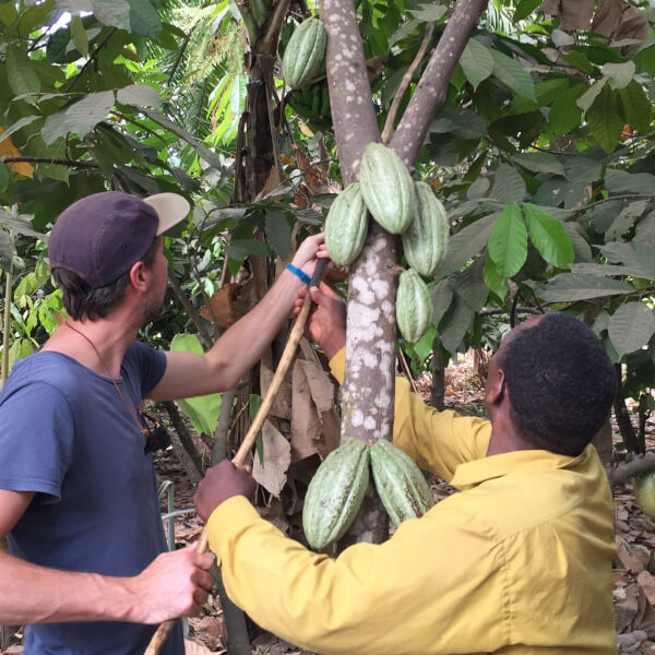 Reife Kakaofrüchte werden geerntet