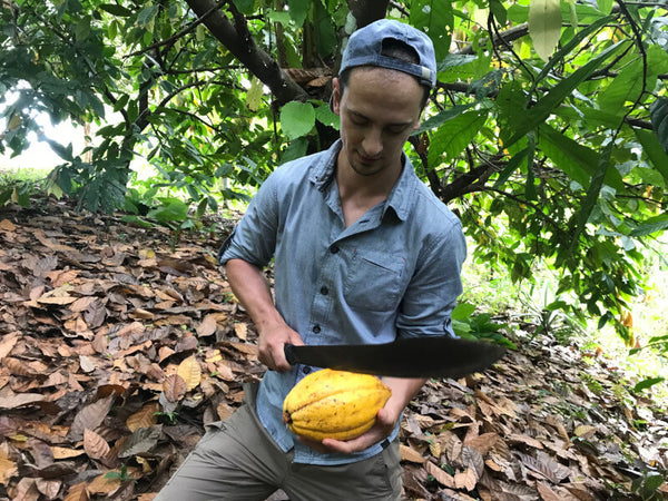 Michal von Herufek Schokolade öffnet gelbe Kakaofrucht mit Machete