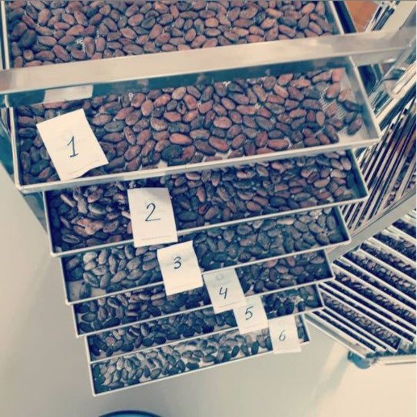 Sechs Bleche mit gerösteten Kakaobohnen von Karuna Chocolate
