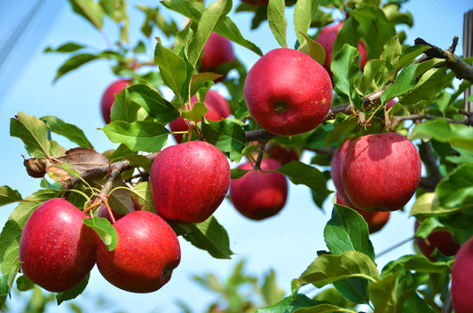 apple orchard wallpaper