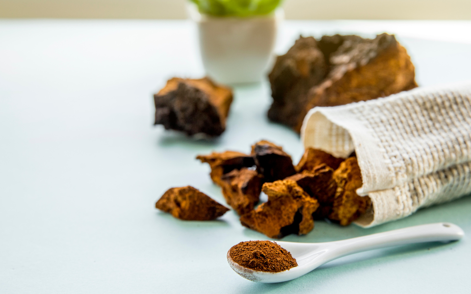 chaga mushrooms