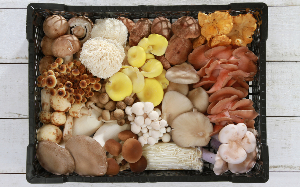 variety of mushrooms on plate