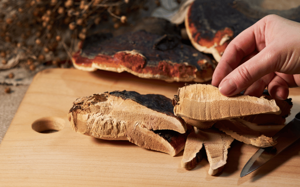 reishi mushroom held in hand