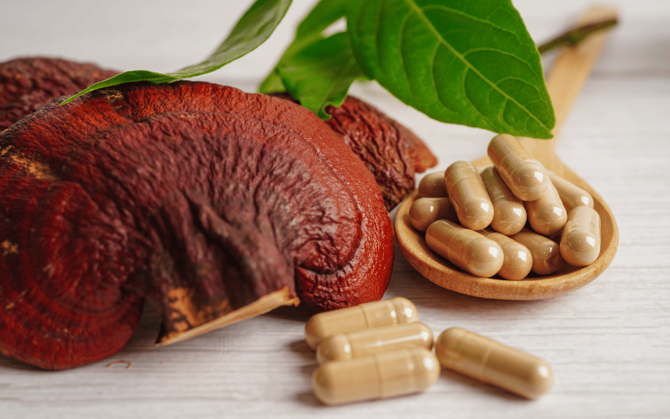 reishi mushroom supplements as capsules