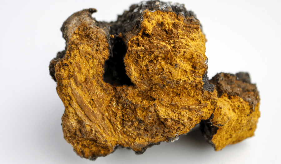 chaga mushroom