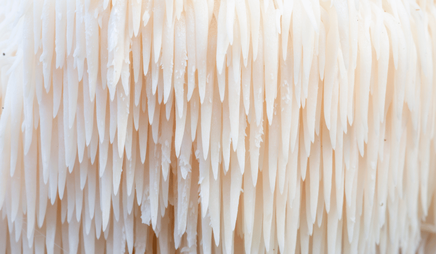 lions mane mushroom up close