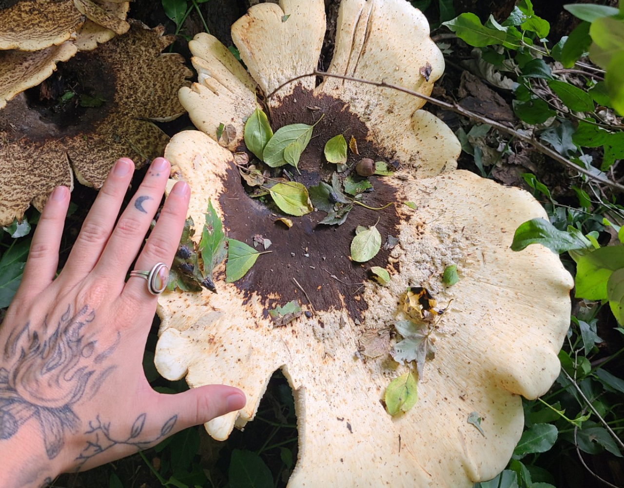giant mushroom in the forest found by Kelsey of Magic Moon Mushrooms
