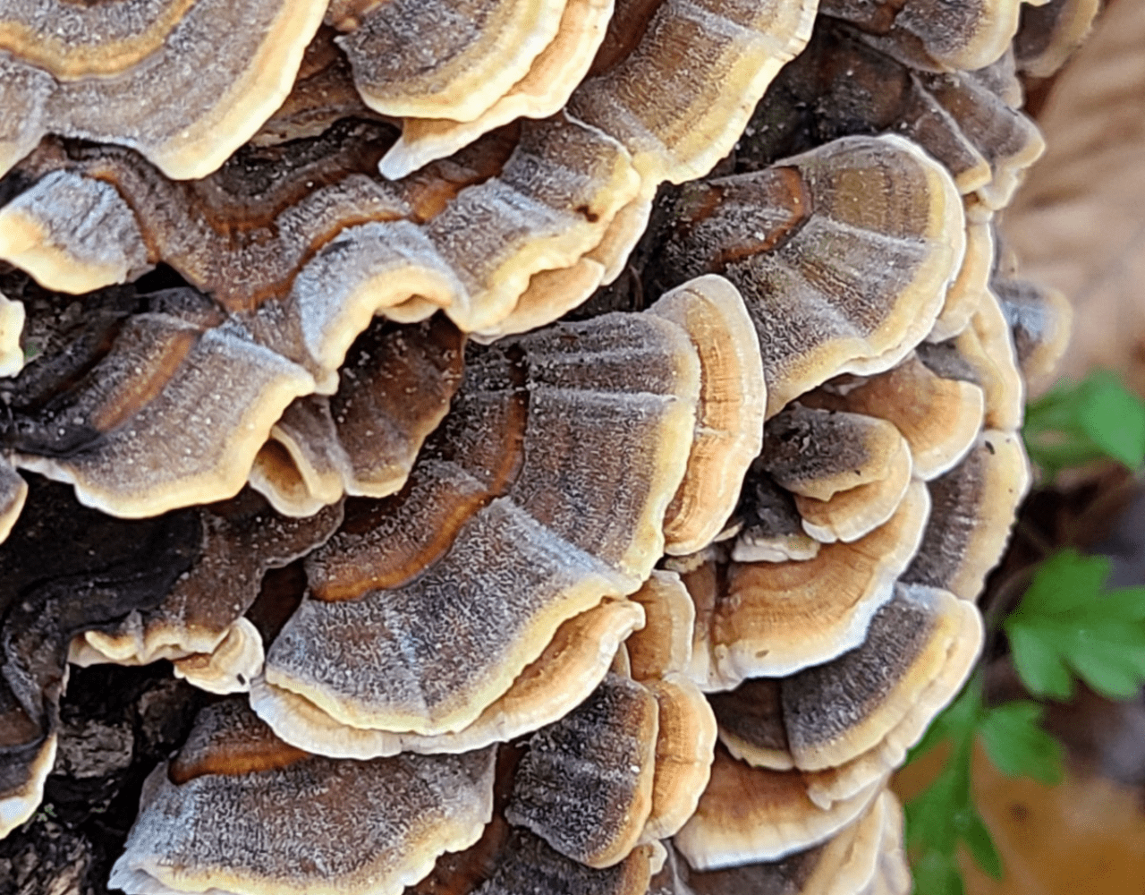 adaptogenic mushroom variety growing in wild