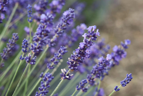 lavender flower