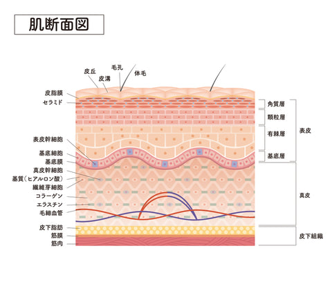 Illustration of the internal structure of the skin