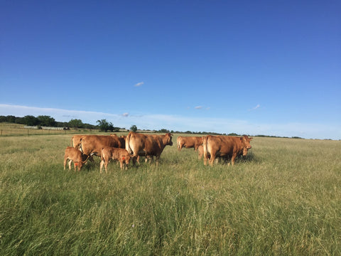 artesian_cattle