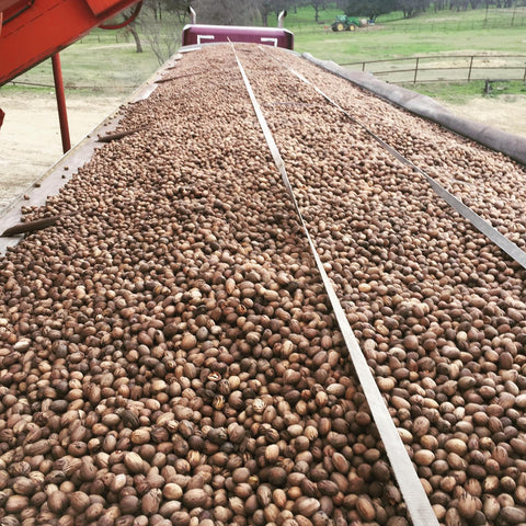 pecan_harvest