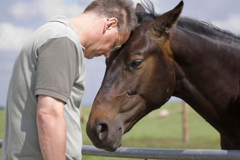 Exploring the Benefits of CBD for Horses