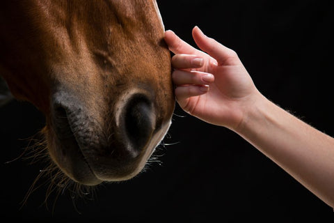 How to Cope with Losing a Horse: A Guide to Healing