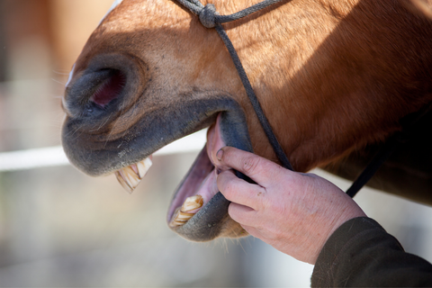 How Often Should You Deworm a Horse? A Comprehensive Guide