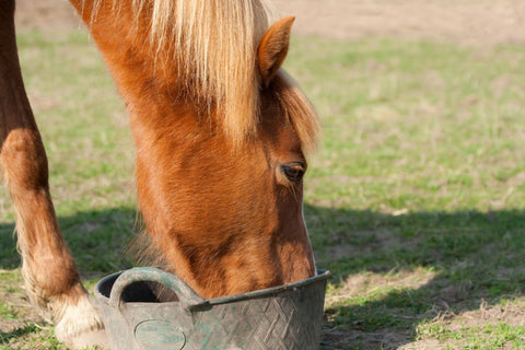 A Guide to Preventing and Caring for Equine Colic