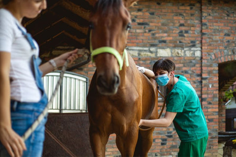 A Guide to Preventing and Caring for Equine Colic