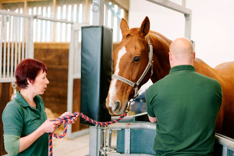 A Guide to Preventing and Caring for Equine Colic