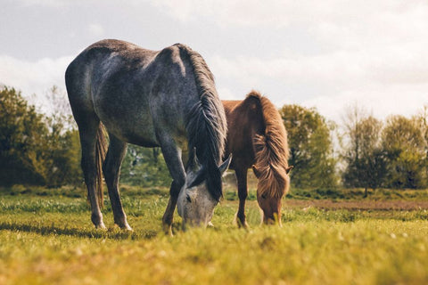 Streamlining Pasture Management: Harrowing vs. Manure Removal