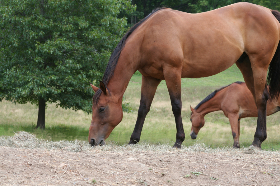 How Much Land Do You Need for a Horse?