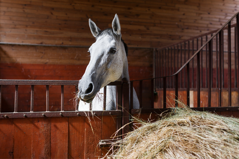 Protecting Your Horses and Barns from Lightning Strikes