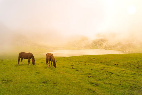 How to Remove Horse Manure from Your Pasture