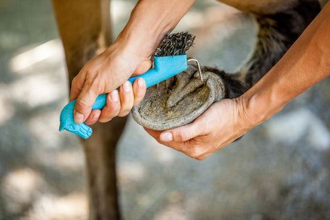 How to Remove Horse Manure from Your Pasture