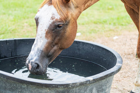 Must-Have Summer Riding Gear for You and Your Horse