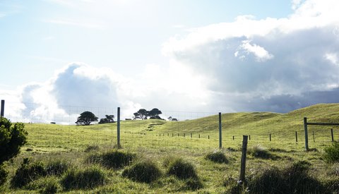 The 4 Most Important Reasons to Remove Horse Poo From Your Paddocks