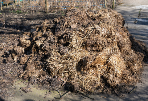 The 4 Most Important Reasons to Remove Horse Poo From Your Paddocks