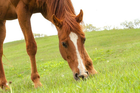 Streamlining Pasture Management: Harrowing vs. Manure Removal