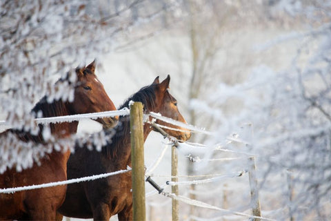 Winter Pasture Care Tips for Healthy Horses