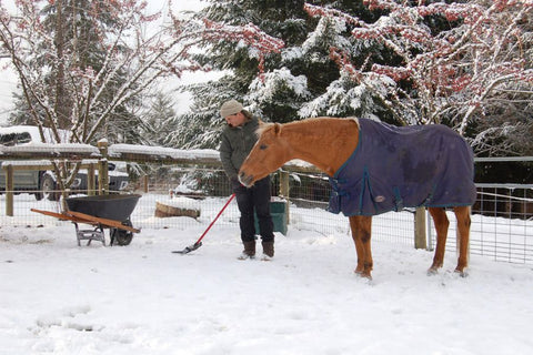 Winter Pasture Care Tips for Healthy Horses