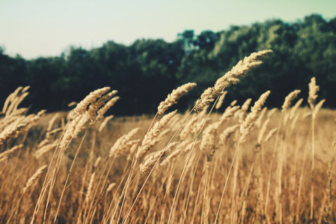 Field of Grain