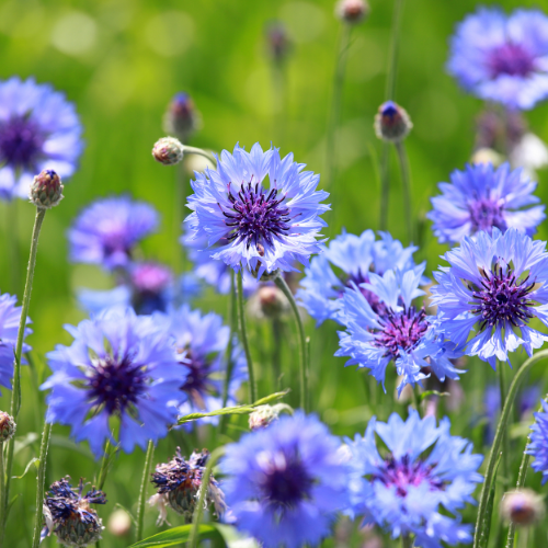 Cornflower: Blue seeds