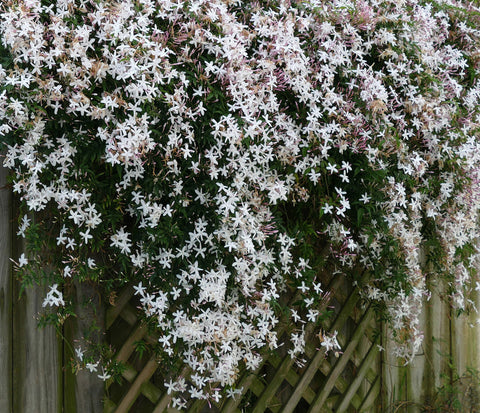 Jasmine flower bush