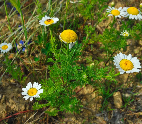 Roman Chamomile