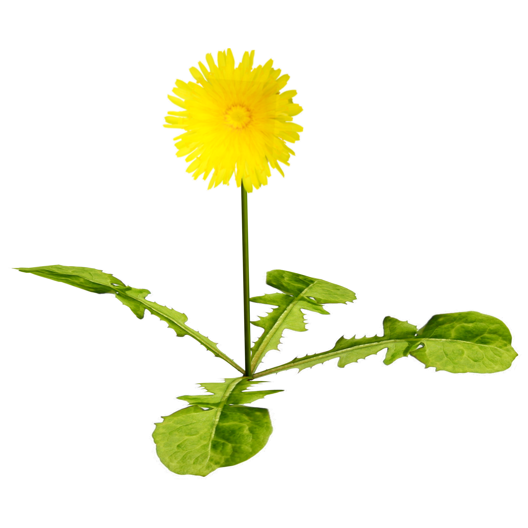 Helenium.png__PID:7eed03e8-1330-4296-8371-f11f11157891