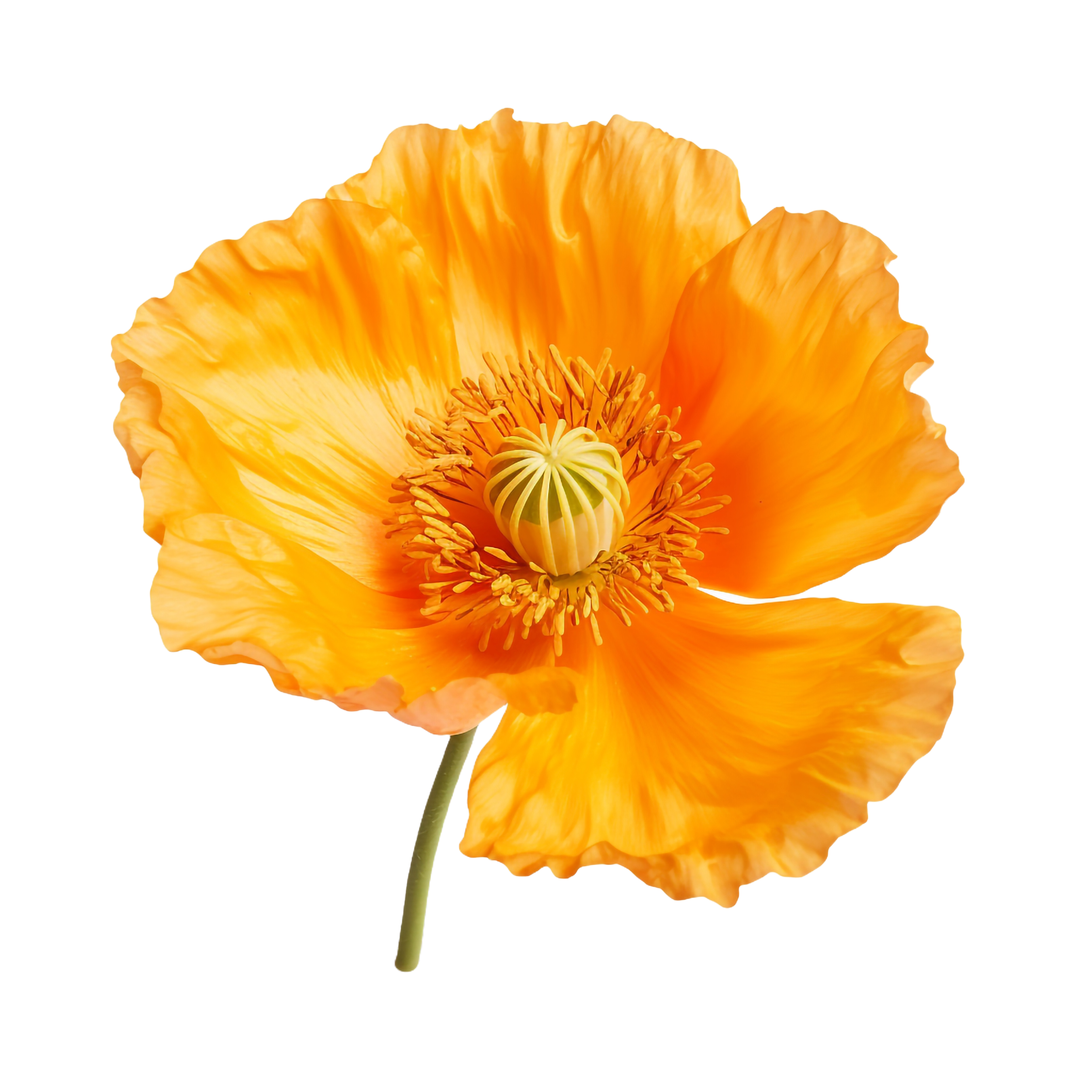 Iceland Poppy -3.png__PID:bfc135f0-dda2-4eed-83e8-13303296c371