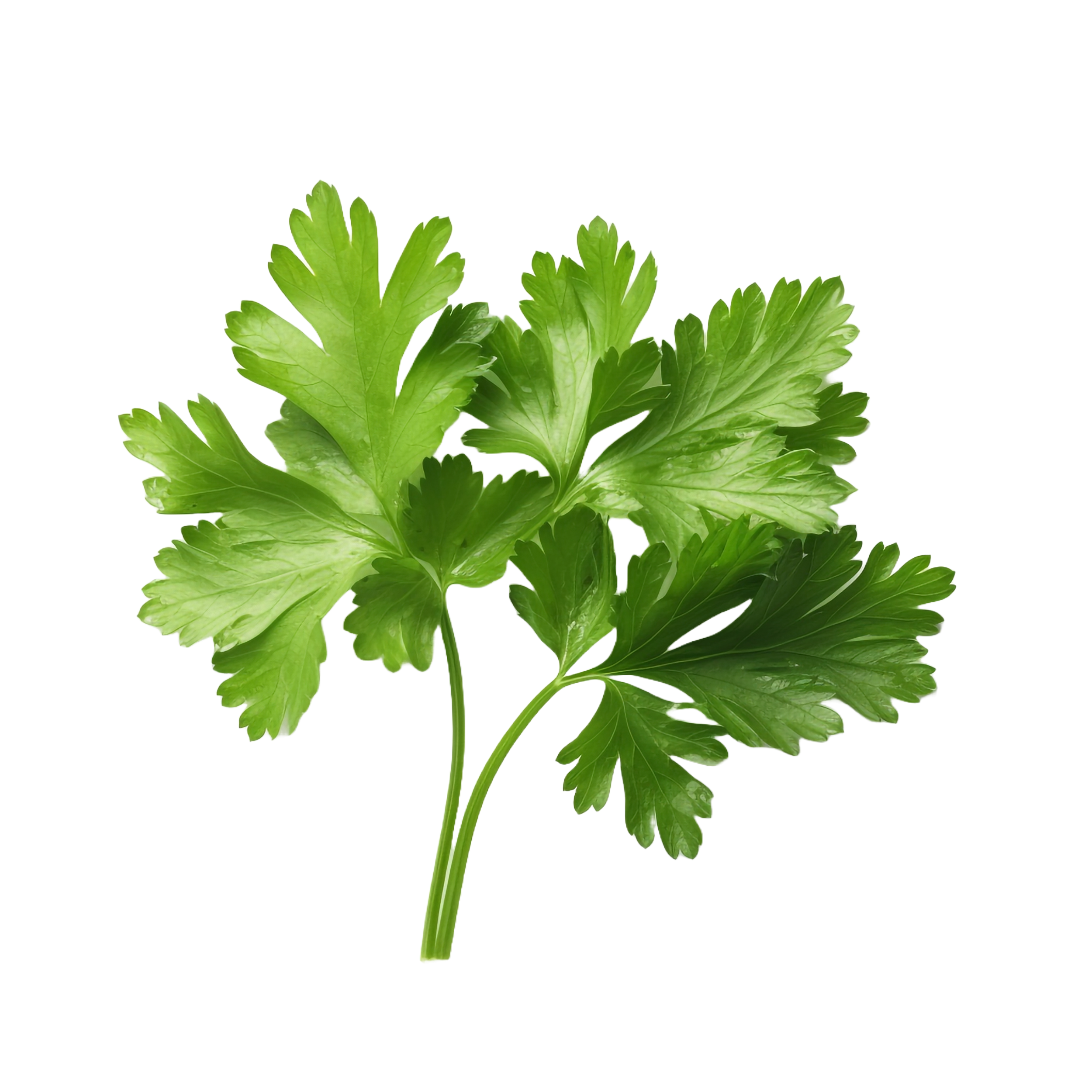 Parsley leaves in a closeup -14.png__PID:7b968771-4e6c-460d-8382-cfc4582abf95