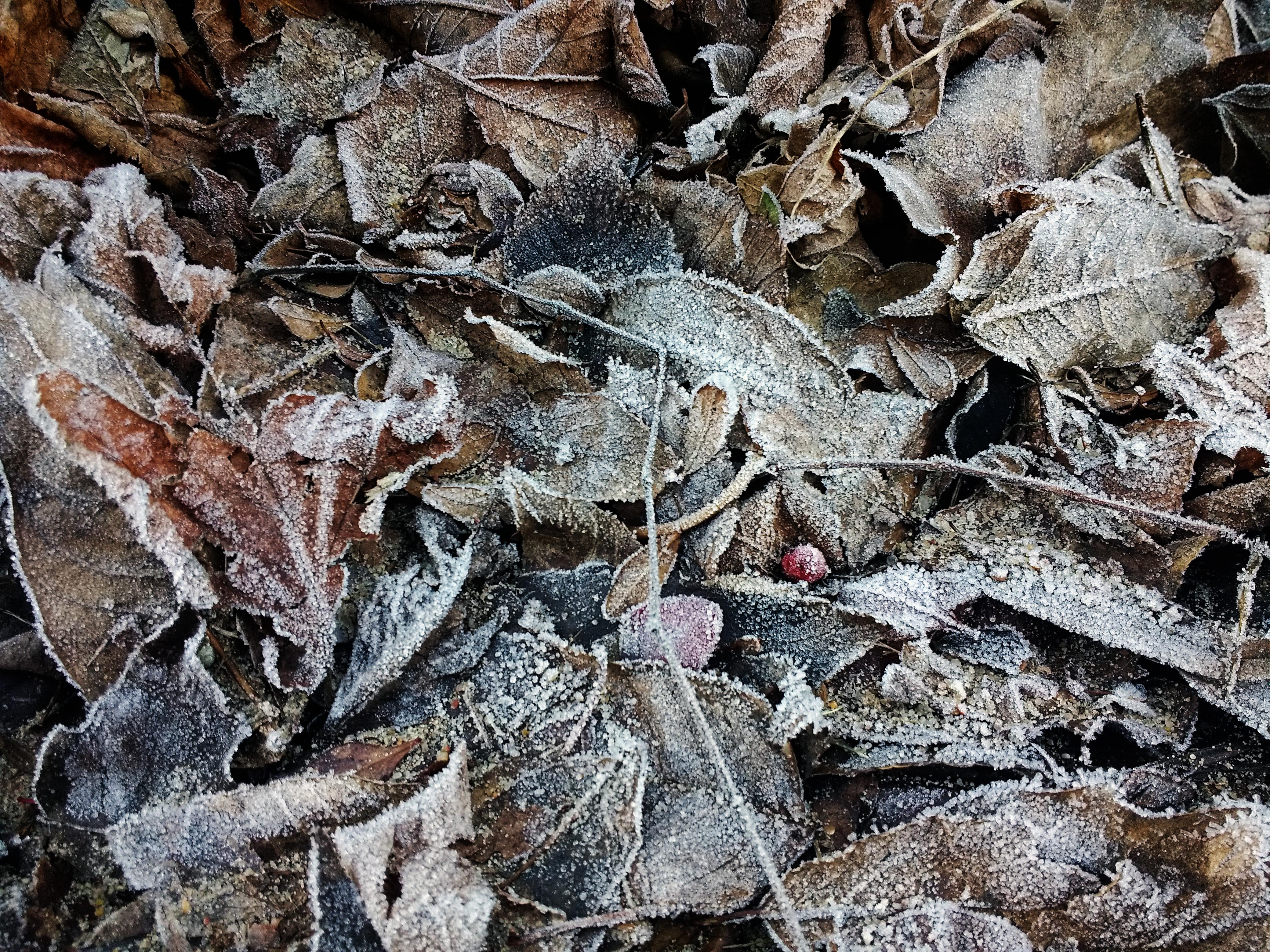 closeup-frozen-dry-leaves-ground-during-winter1.jpg__PID:fd204999-5806-4fcf-b9b1-df8b0fb47d51