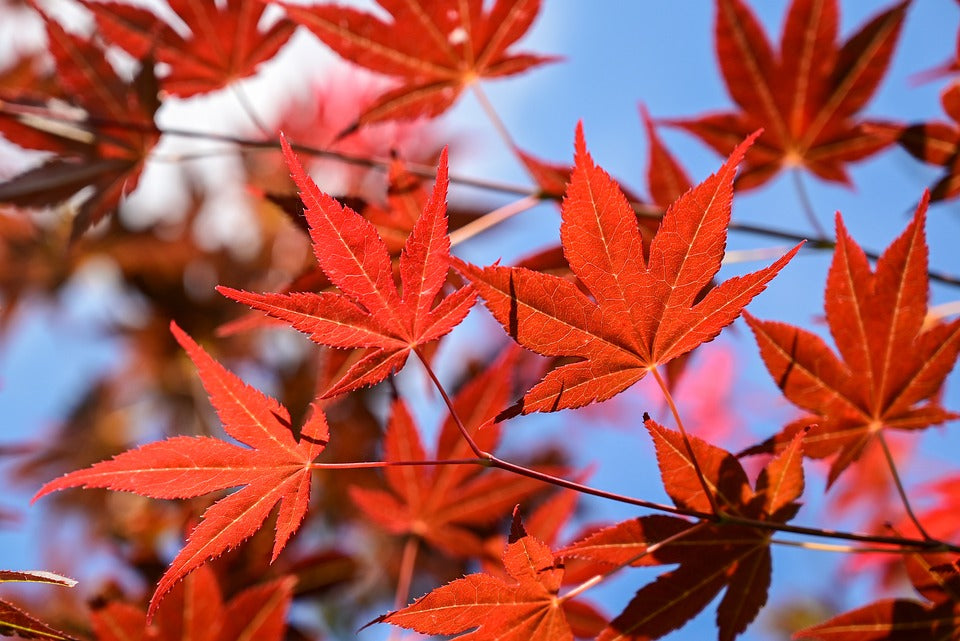 japanese-maple-7195568_960_720.jpg__PID:4dc2b37e-6817-4fd1-a757-2f5e4e3061b0