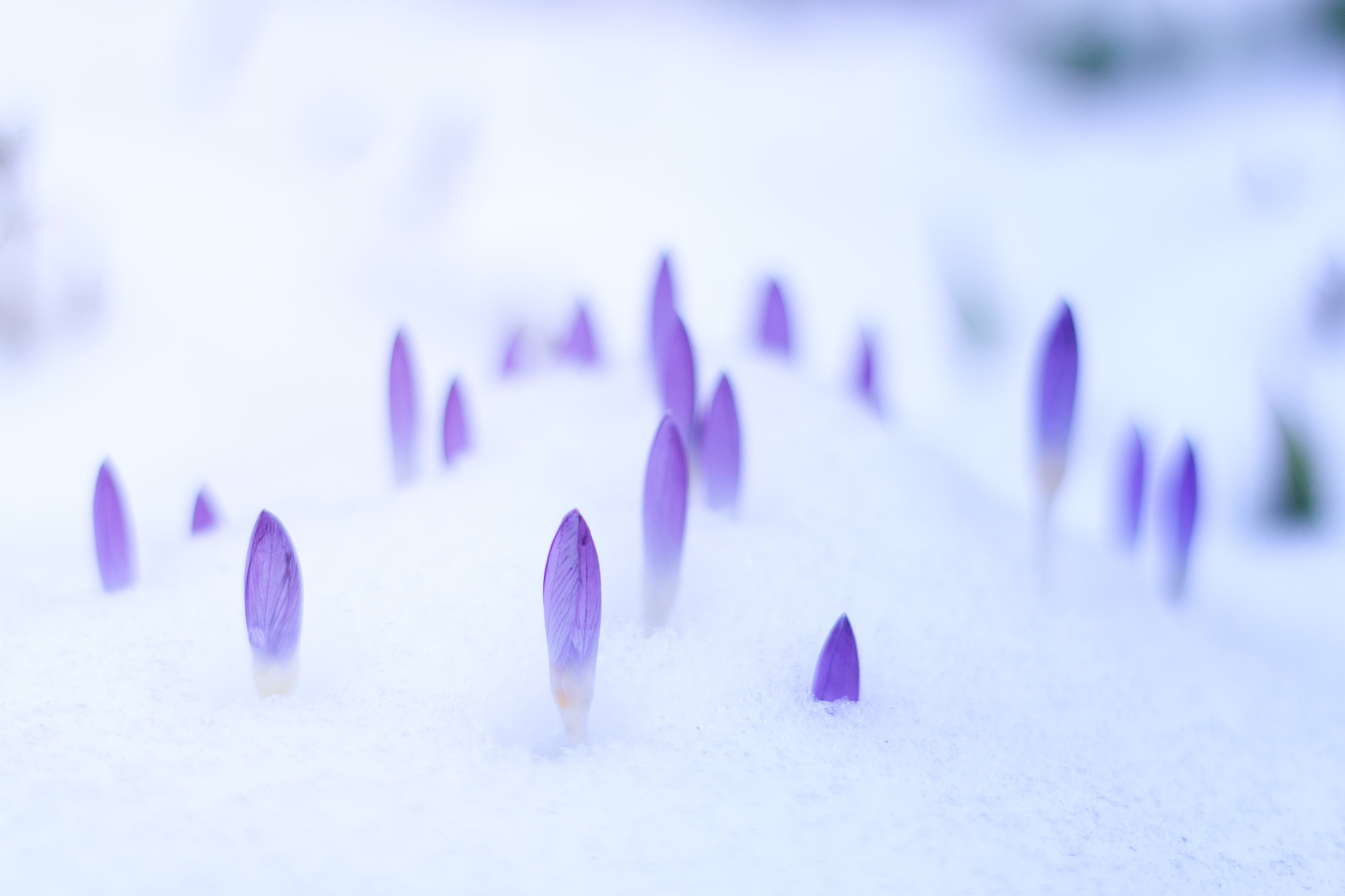 purple-flowers-snow.jpg__PID:1062ff9e-a035-4b05-bdab-f22afb3bb1dc