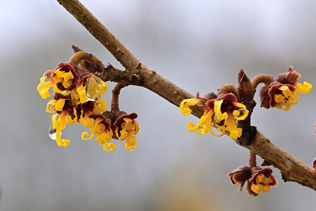 witch-hazel-6984763_1280.jpg__PID:4cffbe4d-c2b3-4e68-975f-d1a7572f5e4e