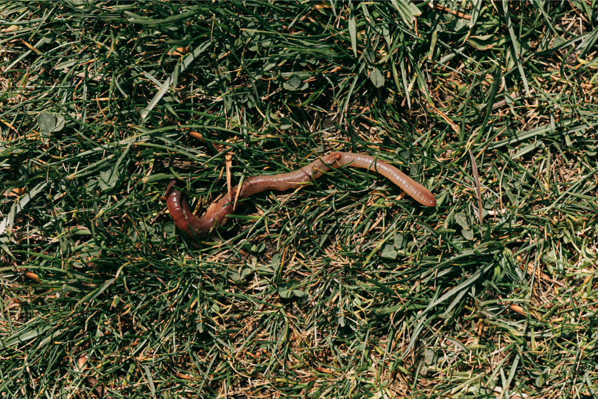 worm.jpg__PID:f1c4d4ee-b5da-426d-a0b2-61117caafeb0