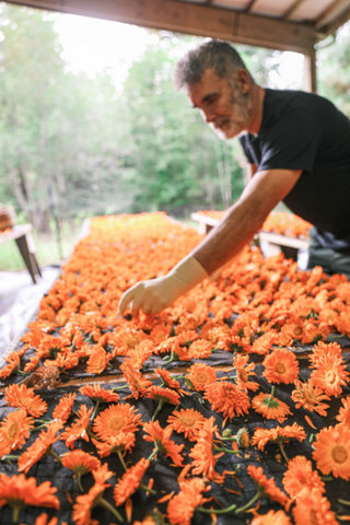 Calendula, also known as the “flower of the sun”, has anti-inflammatory, anti-bacterial and anti-fungal properties